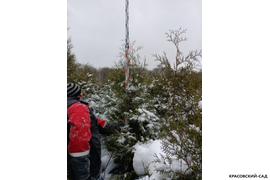 Туя Брабант 220 см фото - приобретайте у нас