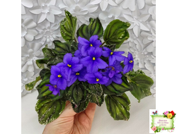 LV-БИГ (Л. Шевелева) 2024 г. трейлер (лист с детками посажен 15.08.25)