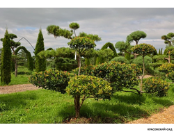 Ниваки - Бонсай садовый Боярышник сливолистный