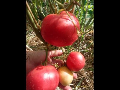 Томат Бычье сердце туймазинское