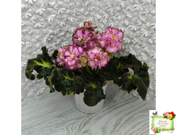 ЛЕ-Пряная Корица (Е. Лебецкая) 2020 г.