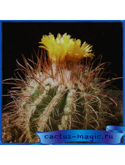 Parodia challamarcana