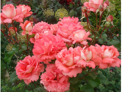 Вайкики (Waikiki), Samuel Darragh McGredy.