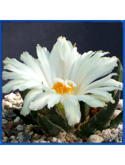 Ariocarpus trigonus v. elongatus GM 137