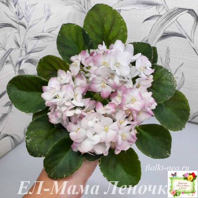 ЕЛ-Мама Леночка (Л. Еременко)