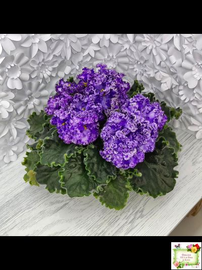 АВ-Озерная Фея (Фиалковод) 2017 г.