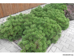 Сосна Мопс - Mops