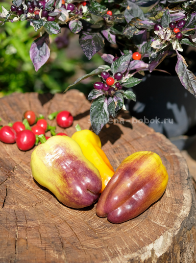 Перец сладкий Blot (Клякса), 10 шт