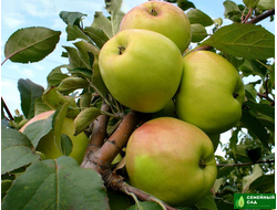 Яблоня  "Братчуд" (карлик)
