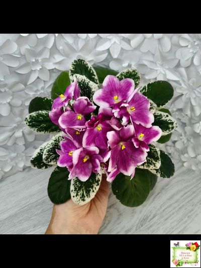 KZ-Источник Вдохновения (И. Заикина) 2023 г. (стартер сорт)