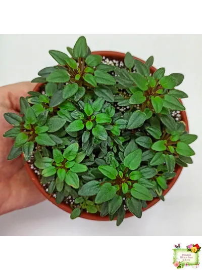 Teeny Bopper (L.Lyon) 5017 (08/27/1982) трейлер