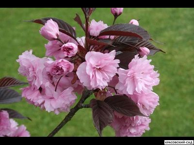 Вишня Роял Бургунди - Royal Burgundy