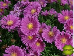 Астра многолетняя "АЙСЛЕНД ТОНГА" (Island Tonga)