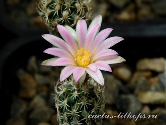 Turbinicarpus spacellatus - 5 семян