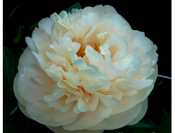 Пион Pastelegance (Пастелеганс)