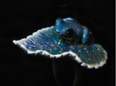 Фэнтези-кольцо с волшебной лягушкой "Пролетая над гнездом чудесниц..."