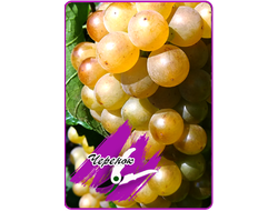 Платовский (черенок)*