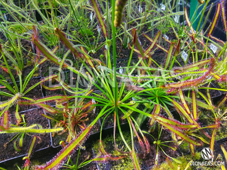 Drosera Capensis Giant