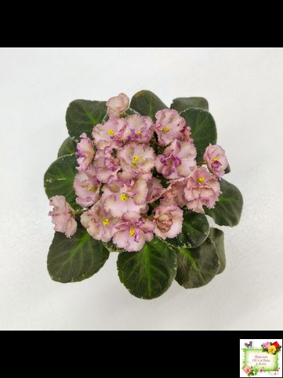 Н-Яшма (Н. Бердникова) 2015 г.