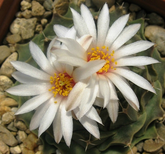 Obregonia denegrii (D=40мм)