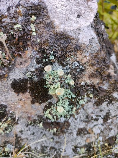 Пешая прогулка "Щельга: ледниковое прошлое Заонежья"