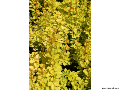 Барбарис Тунберга Maria