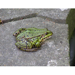 Съедобная лягушка (Rana esculenta)