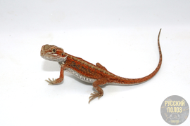 Бородатая агама, Pogona vitticeps