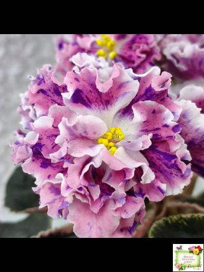 ТФ-Confetti (Т. Фурлетова) 2024 г. (лист с детками посажен 13.07.25)