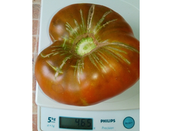 Томат Моруно де Мадрид (Moruno de Madrid)