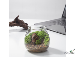 Чаша Пузырь Biolark  FOUR (120мм х 105мм)