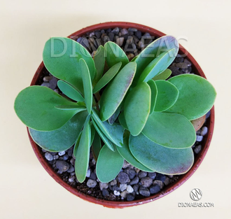 Kalanchoe Rotundifolia - Каланхоэ Круглолистное