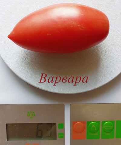 Томат Варвара