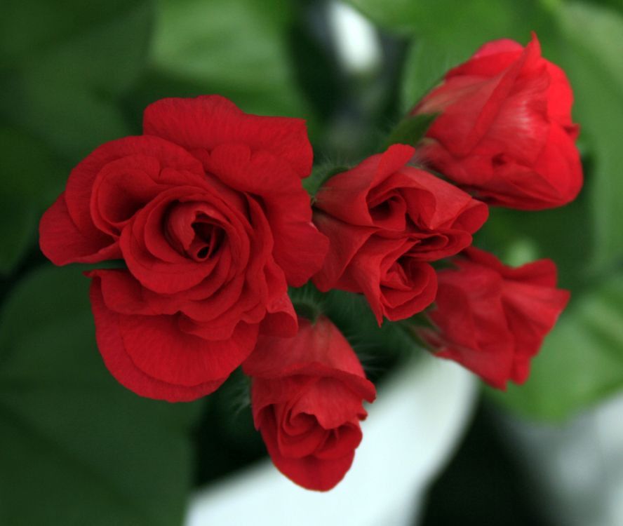 Купить Пеларгонию На Авито В Ярославле