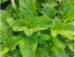 Мята японская, полевая (Mentha arvensis) 5 мл - 100% натуральное эфирное масло