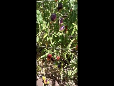 Томат Сливка Гурман