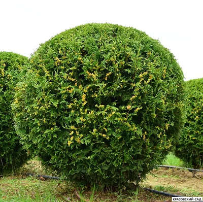 Туя Брабант в форме шара - Brabant