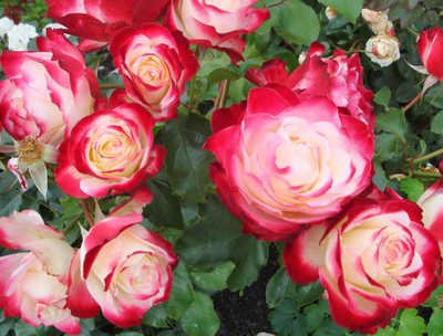 Роза Юбилей принца Монако (Jubile du Prince de Monaco), ОКС, Россия