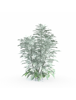 папоротники Крестовник пепельный Jacobaea maritima 1