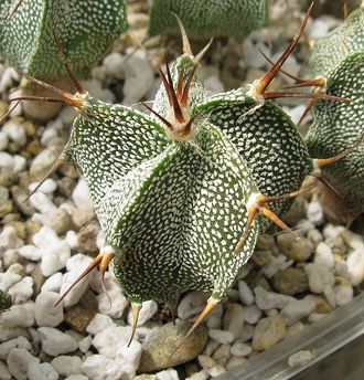 Astrophytum ornatum v. virens