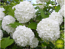 Калина "Розеум" (бульденеж) (саженец 20-30см)