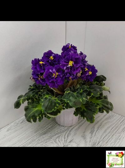 ЛФ-Лилия (Л. Федосеева) 2019 г.