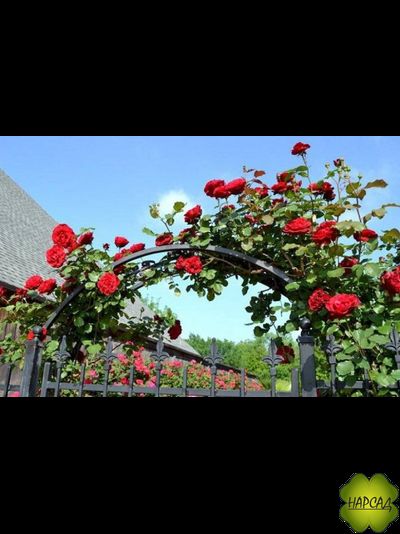 Роза плетистая "ДОН ЖУАН"