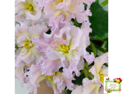 РМ-Солнечное Конфетти (Н. Скорнякова) 2022 г.