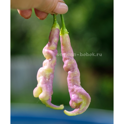 Перец острый Aji Confusion (Ахи Конфуз), 10 шт