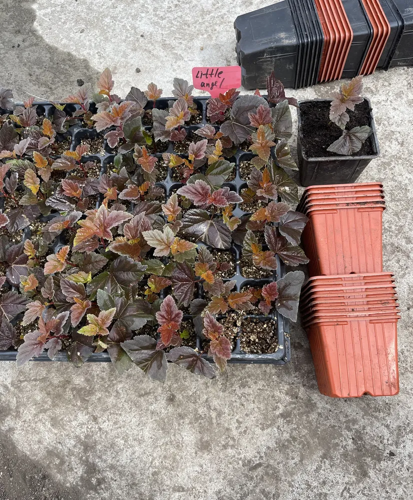 Посадка черенков в контейнер P9 (лето 2021)