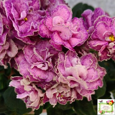 АВ-Шиповник (Фиалковод) 2021 г. (лист посажен 26.01.26)