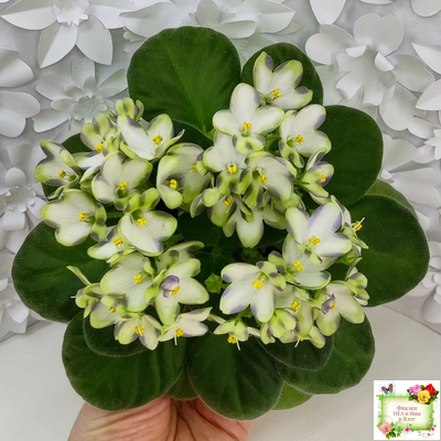 Марина Цветаева (А.Басенина) 2017 г. химера (сорт укоренённый пасынок)