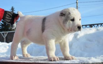 Сука №2. Атика. Продана г. Тюмень