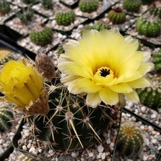 Notocactus spec.(tureczekianus aff.) VG-1610-1 - 5 семян